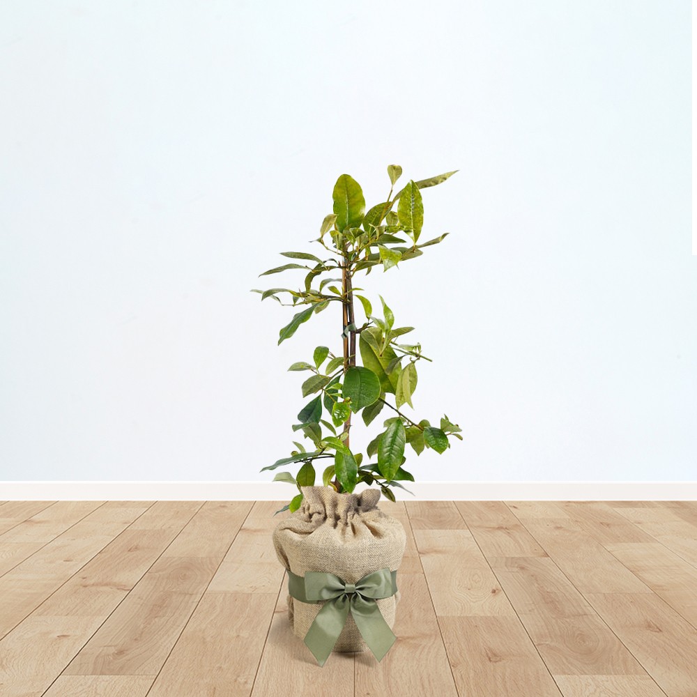 Magnolia 'Fairy Blush', Gift Wrapped (3L pot in Brown Hessian Bag)