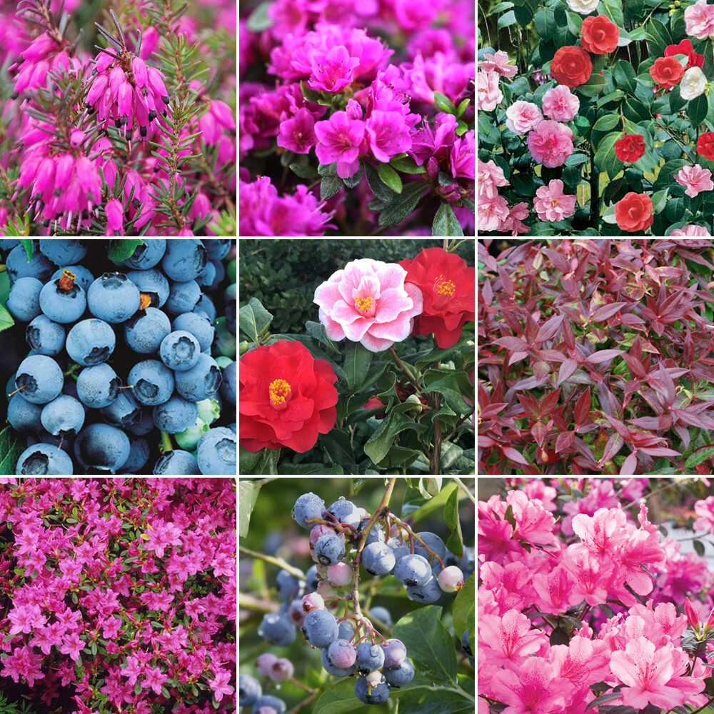 5 X Ericaceous Shrub Plant Mix - High Quality Established Plants in Pots UK