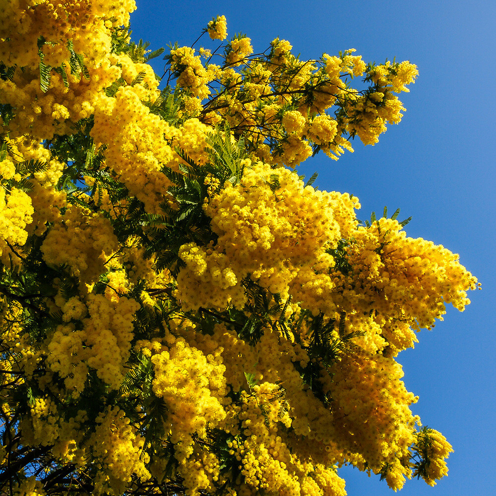 Flowering Mimosa tree (Acacia) 40-50cm tall bush in 15cm pot
