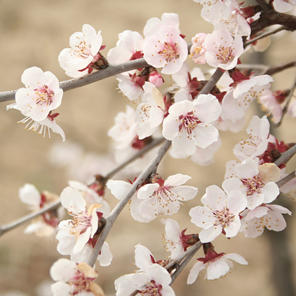 Ornamental Prunus incisa 'Kojo-no-Mai' Fuji Cherry Tree in a 3L Pot