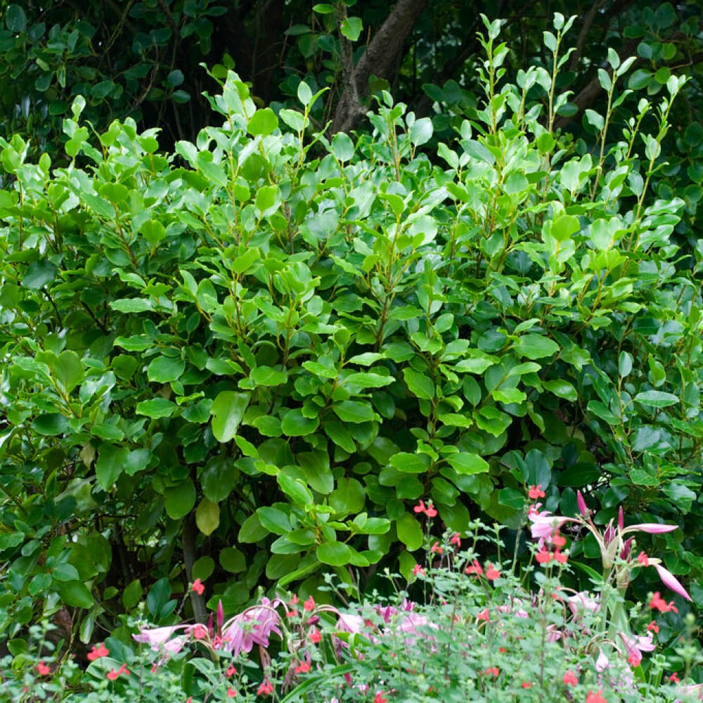 New Zealand Privet Hedge Plants, Set of 12 in 8cm Pots, Fast Growing Evergreen