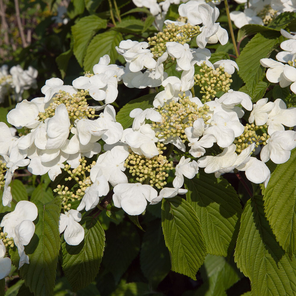 Viburnum Kilimanjaro Sunrise, 3L Pot with 70cm Cane, Wedding Cake Tree, Spring