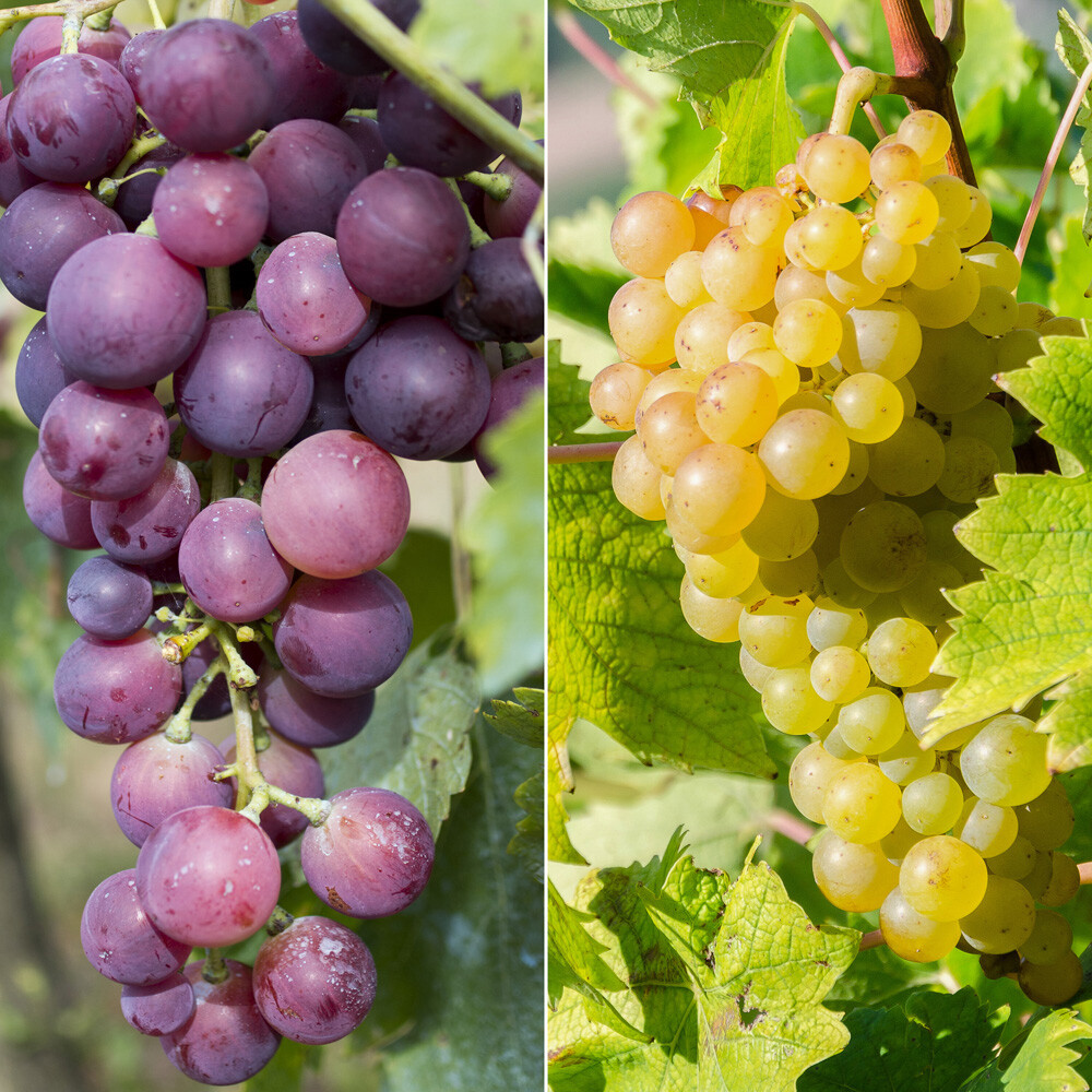 Grape Vines, 2 x 2L Pots, Black and White Dessert Varieties, Easy Hardy Fruiting