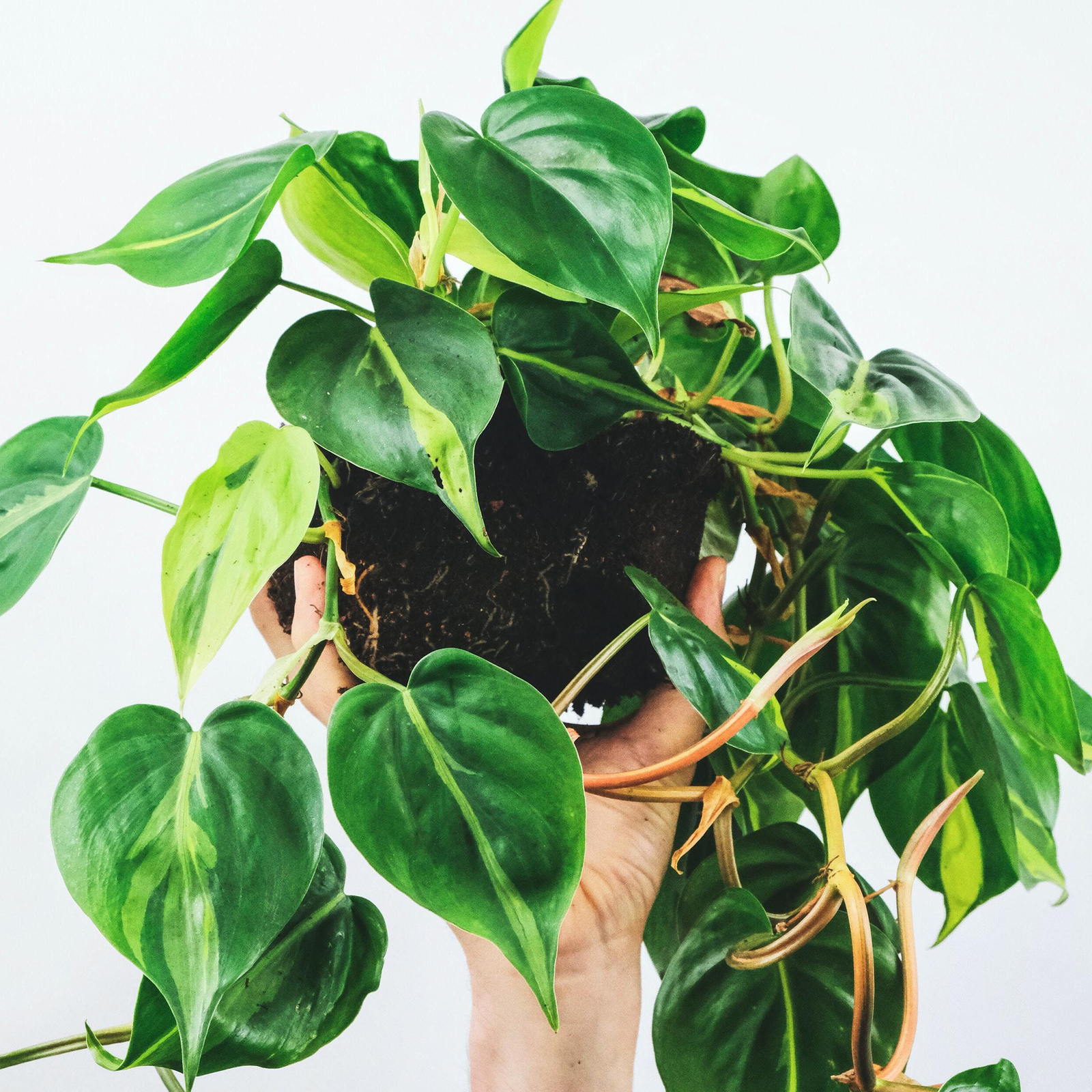 Philodendron scandens - Sweetheart Plant | 15cm Hanging Basket | Indoor Climber