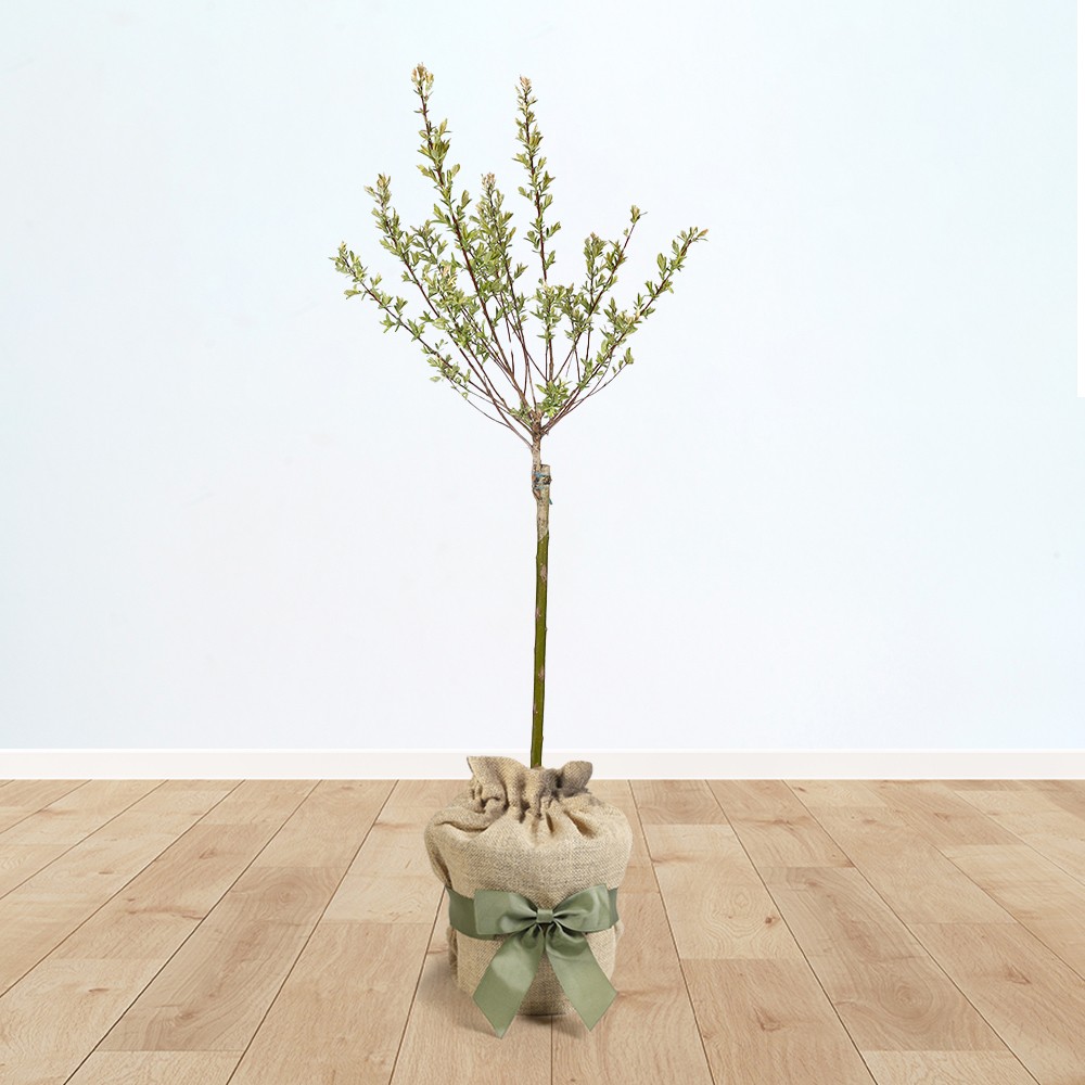 Flamingo Willow, Salix Integra 'Hakuro-nishiki' (3L pot in Brown Hessian Bag)