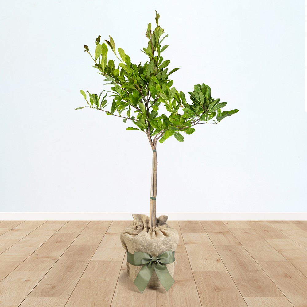 Magnolia Stellata 'Star Magnolia' 70cm tall (3L pot in Brown Hessian Bag)