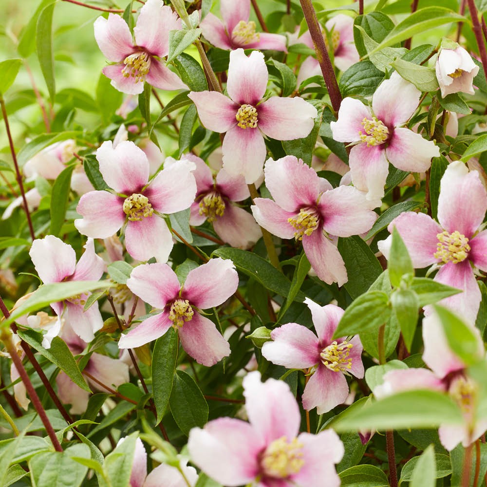 Set of 3 Philadelphus Petite Perfume Pink Established Plants in 9cm pots