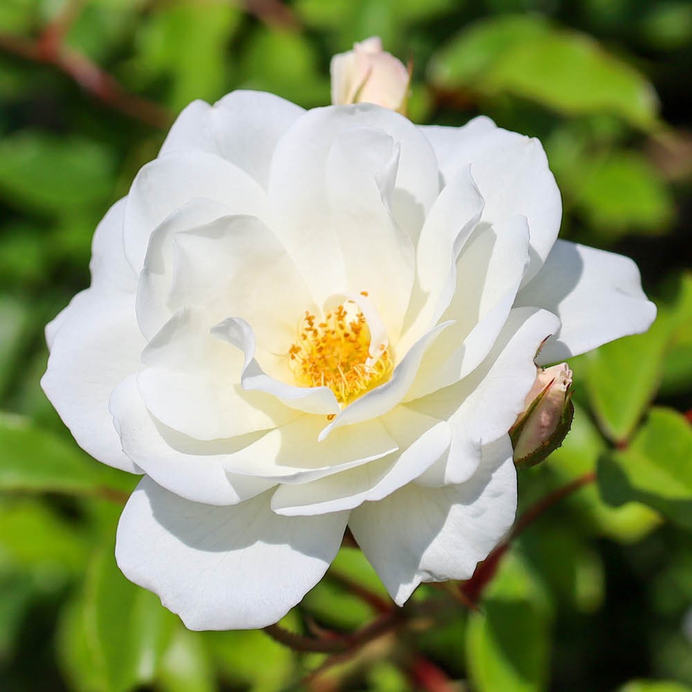 Rose Climbing Iceberg Bare Root x2