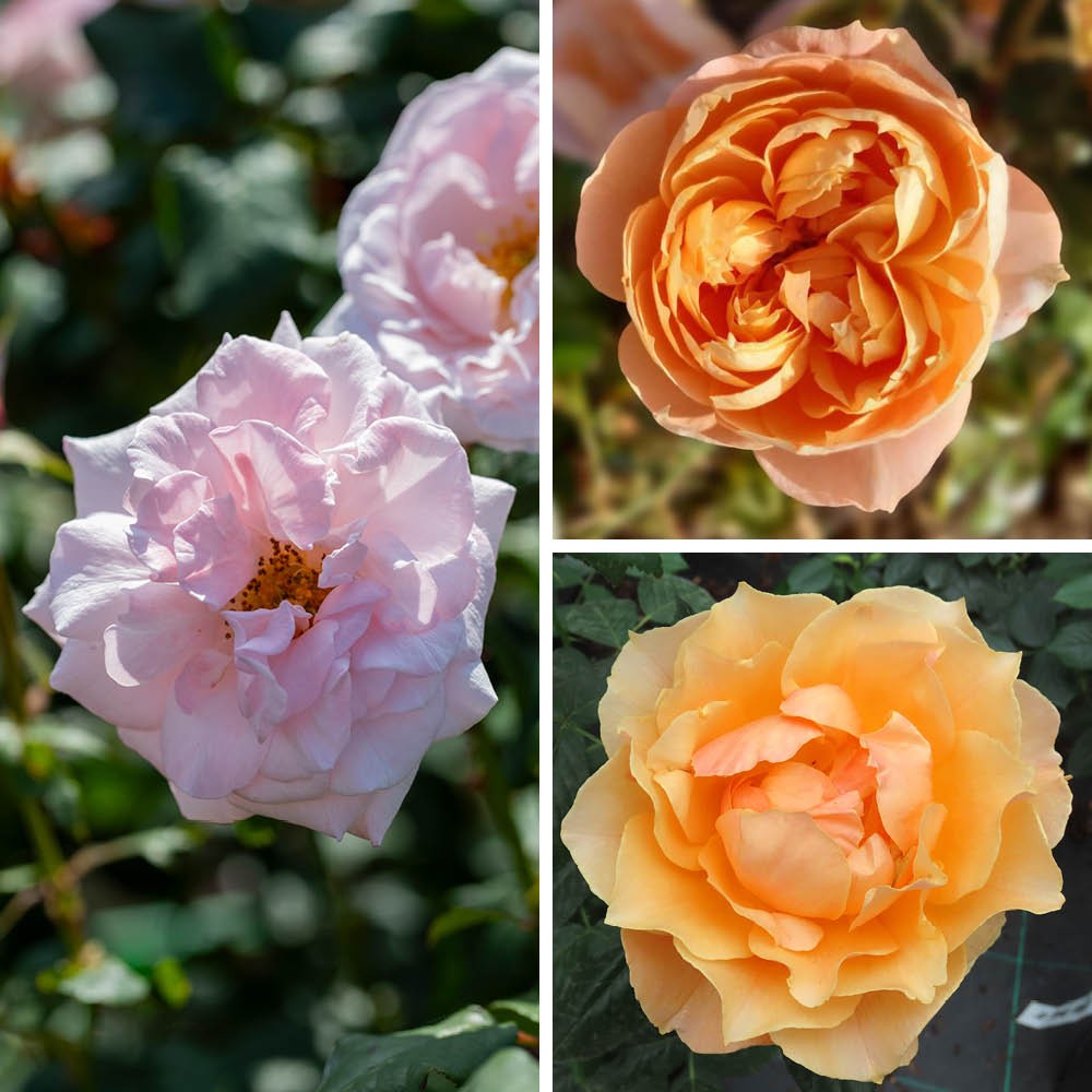 Rose 'English Legends' Collection Bare Root