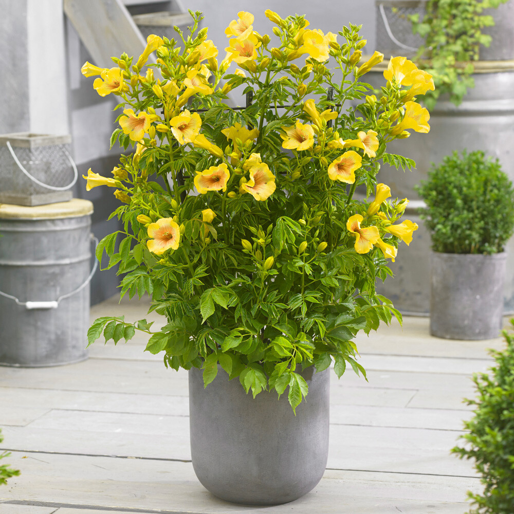 Climbing Plants Campsis Yellow Trumpet, 1.5L Pot, Hardy Exotic Summer Blooms