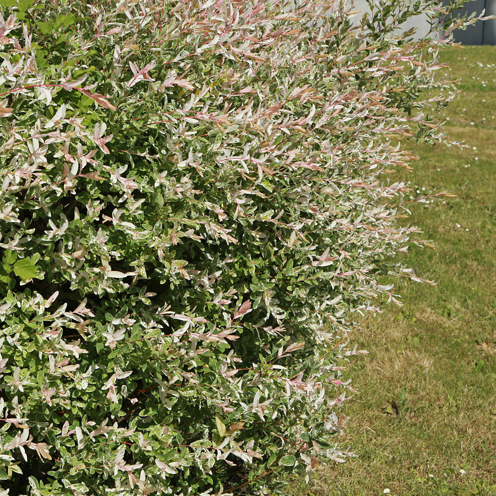 Shrub Plant, Flamingo Willow Bush, Variegated Foliage, Pollinator Plant, 3L Pot