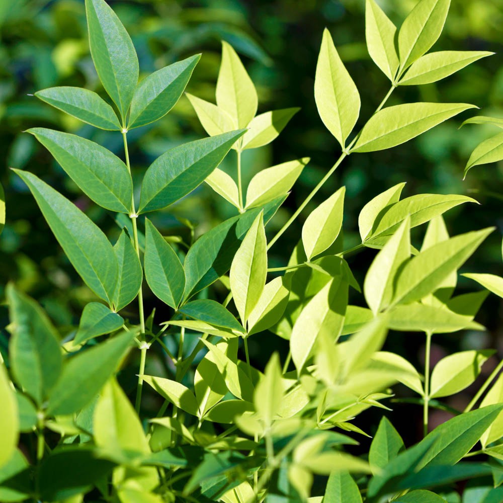 Nandina Lemon and Lime, Heavenly Bamboo Plant, Evergreen Foliage, 17cm Pot