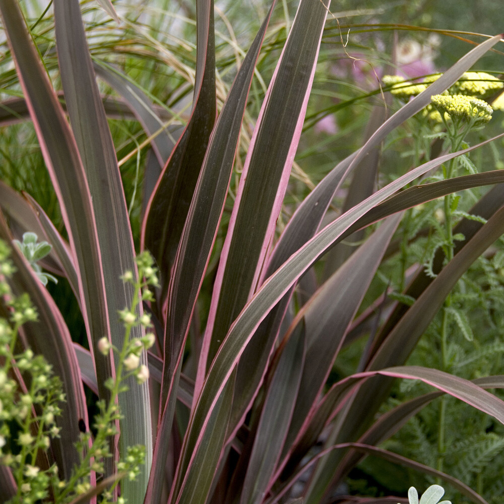 Evergreen Foliage Plant, Phormium Sundowner Pink, striking leaves, 3L potted