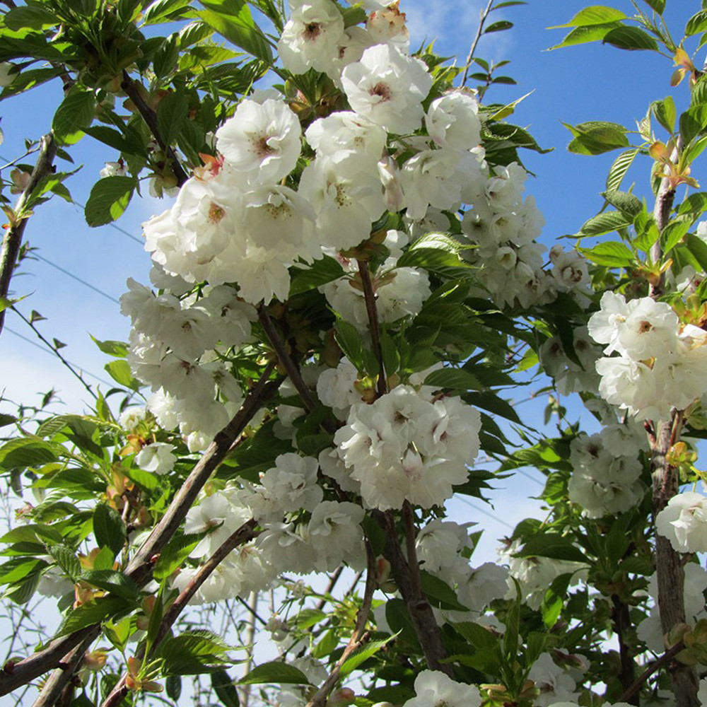 Prunus 'Shirotae' | Mount Fuji Cherry | Ornamental Garden Tree | 5-6ft