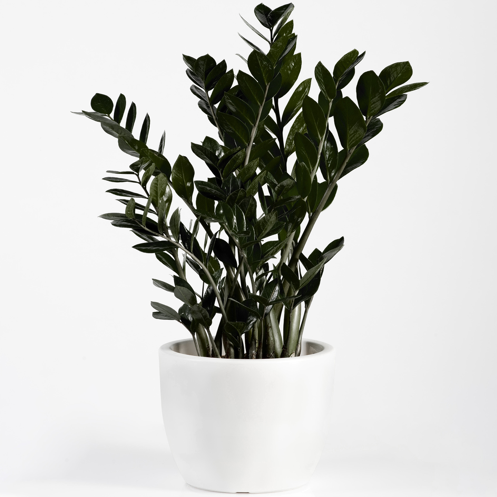 Premium Zamioculcas Raven | Indoor Black ZZ Plant for Home or Office | 30-40cm