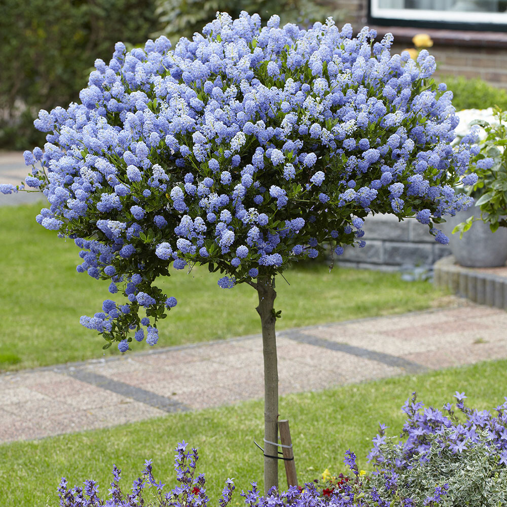Pair of Ceanothus Standard Californian Lilac Trees