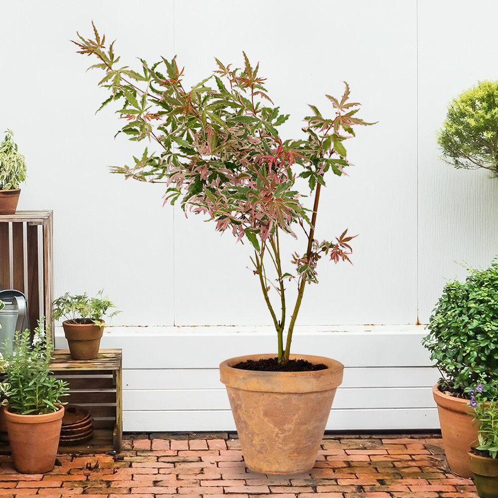 Ornamental Shrubs Acer 'Iyoshi' Japanese Maple Plants x3 in 10.5cm Pots, Hardy