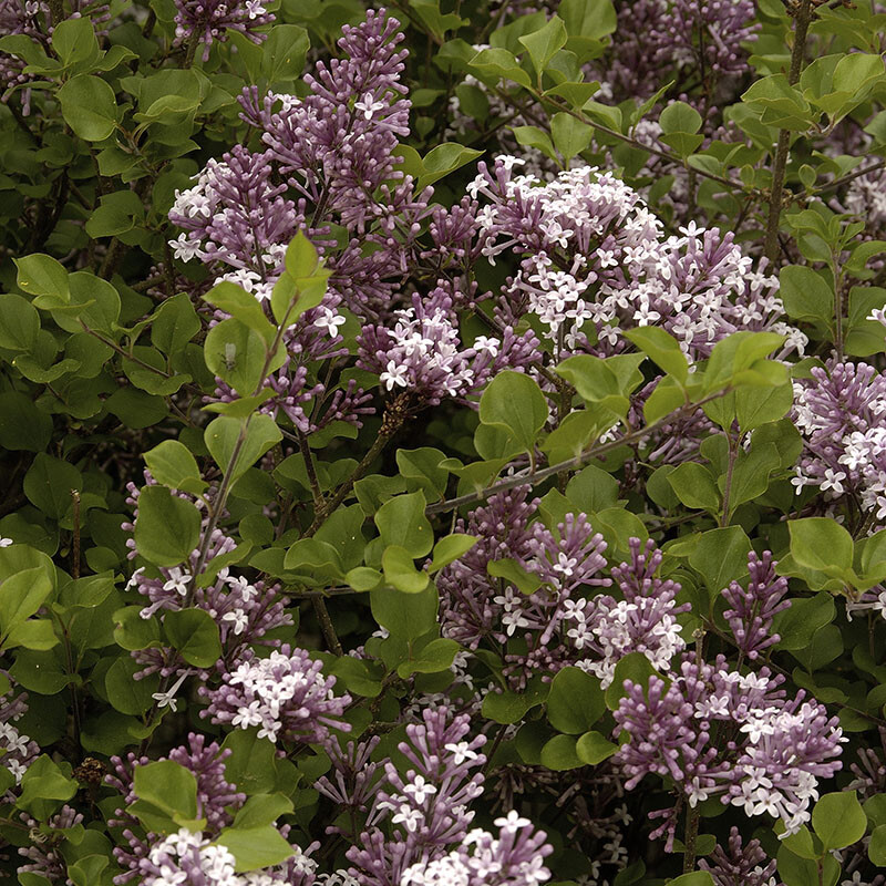 Dwarf Lilac Bush, Palibin, fragrant compact shrub, reblooms, 3L pot, 30cm tall