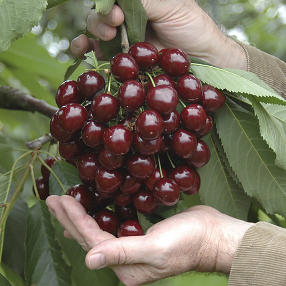 Cherry 'Little Stella' Patio plant in 4.5L pot