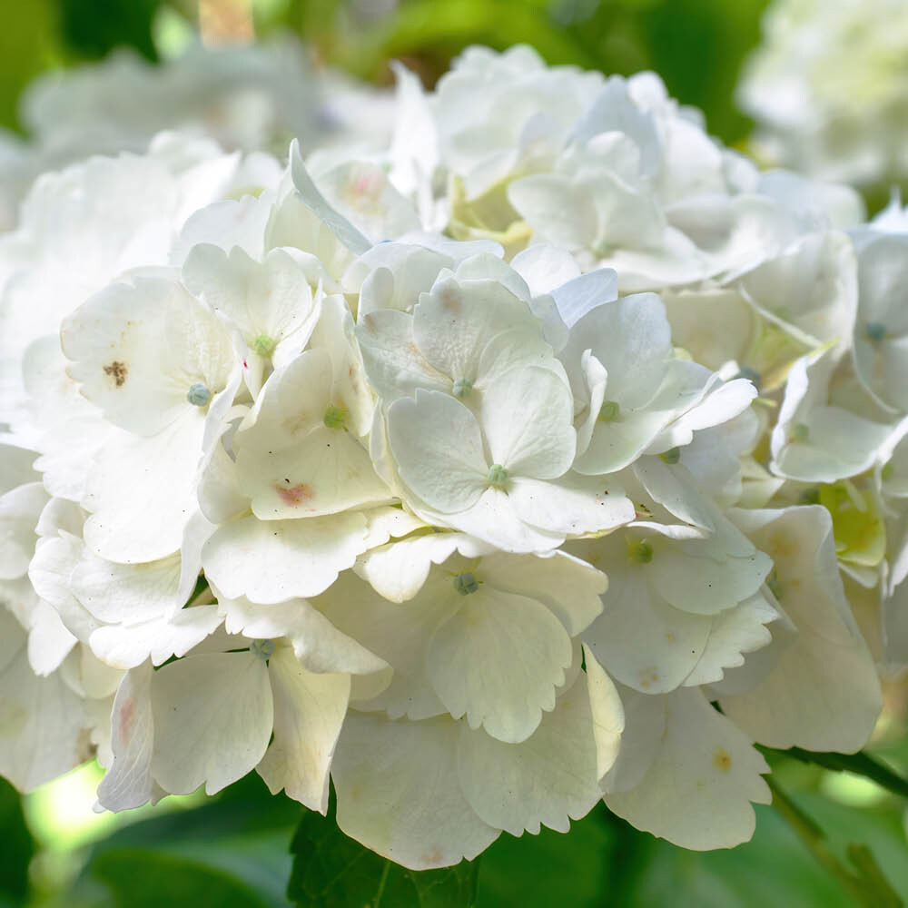 Flowering Standard, Hydrangea White Mophead Standard, 80-100cm Tall, 18cm Potted