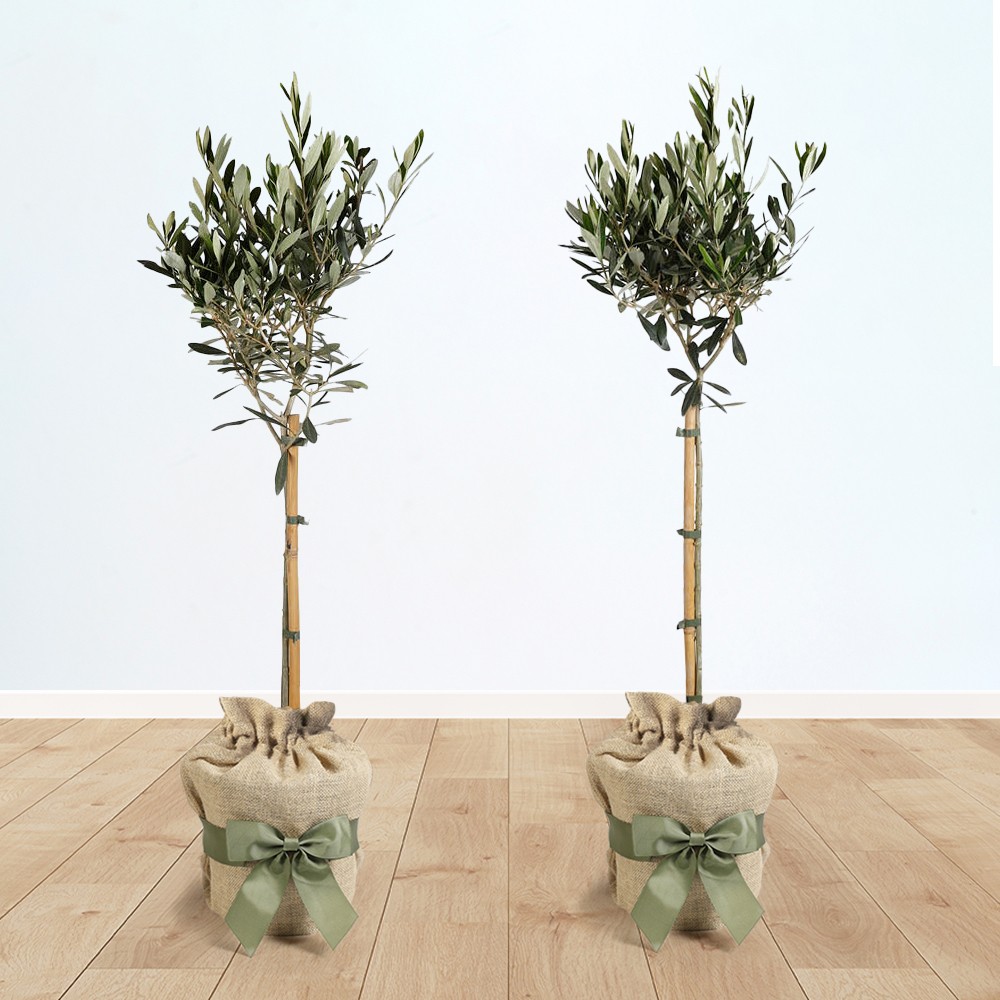 Pair of Olive Tree Standards 80-90cm Tall, Gift Wrapped in Brown Hessian Bags