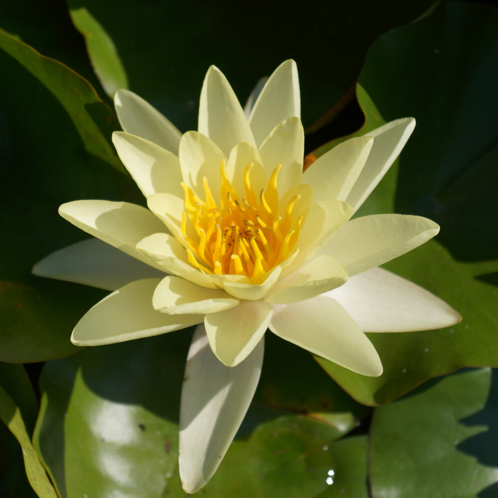 Yellow Water Lily Planting Kit, Complete Pond Plant Gift Set, Basket Soil Gravel