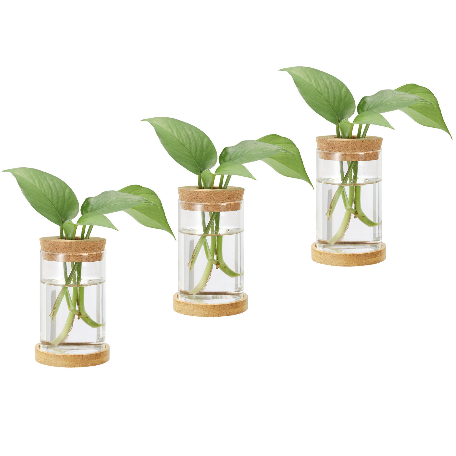 2.4 x 4.33 Inch Plant Propagation Station 18 Pcs Plant Terrarium Transparent