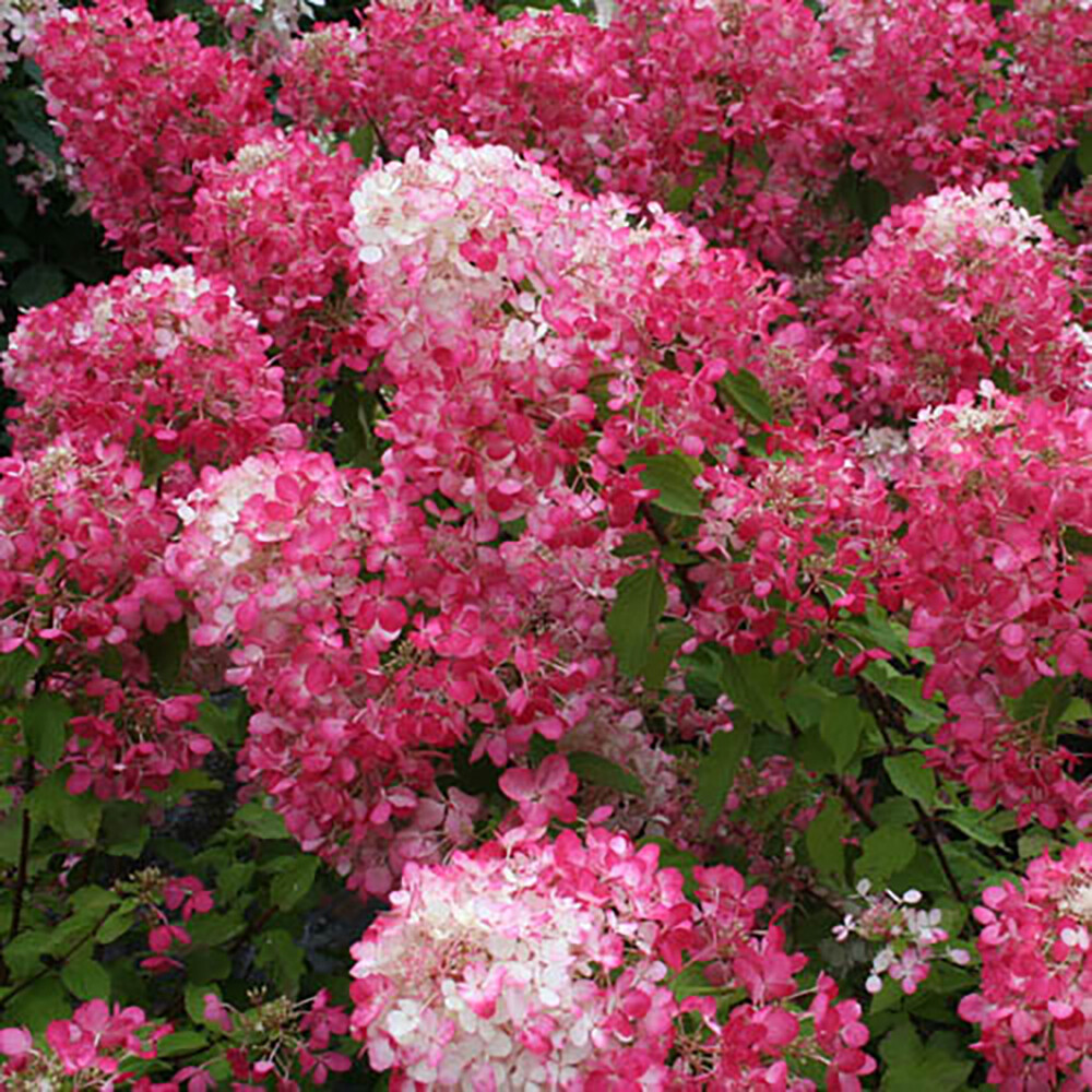 Flowering Shrubs, Hydrangea Diamant Rouge, Burgundy, 3 x 9cm Pots