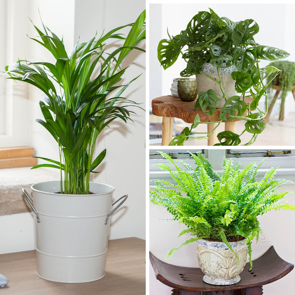 Indoor Houseplant Set, 3 Easy Air Purifying Plants, 12-14cm Pots, Lush Foliage