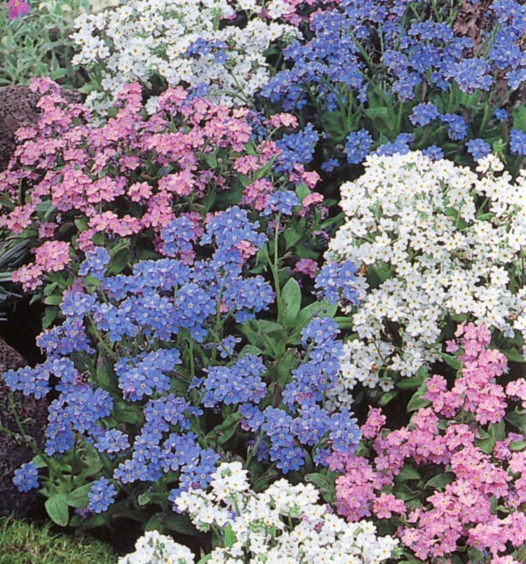 FLOWER FORGET ME NOT MYOSOTIS ALPESTRIS MIXED 50GM ~ 80,000 SEEDS - BULK