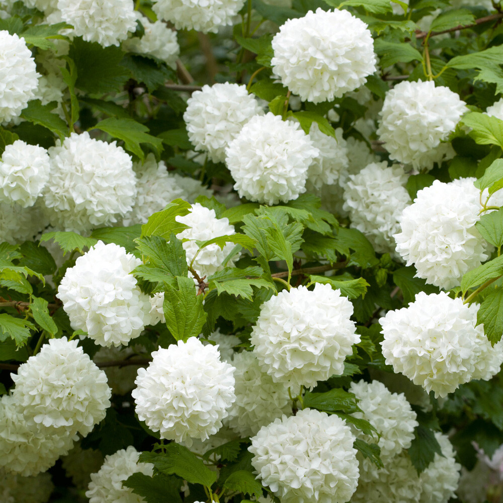 Standard Garden Shrub, white snowball blooms, patio tree, 3L potted Viburnum