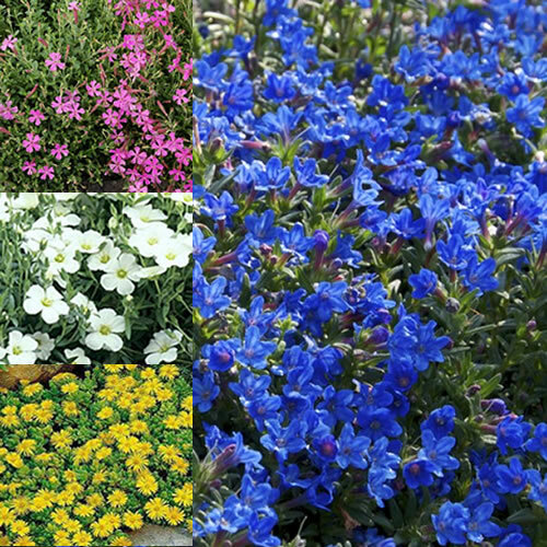 12 X MIXED ALPINES 6 VARIETIES COLOURFUL LARGE FLOWERING PERENNIAL POTTED PLANTS