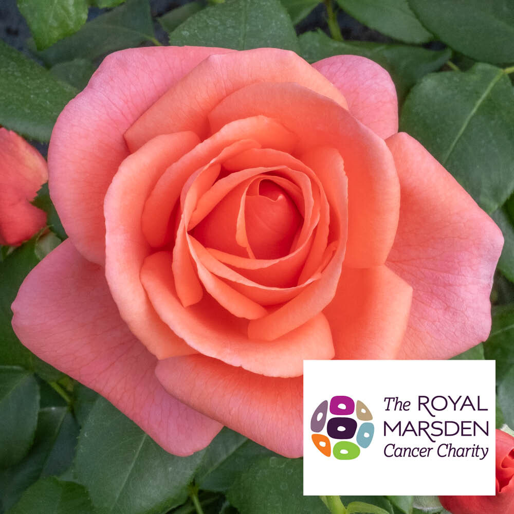 Rose Catherine's Rose Bare Root C