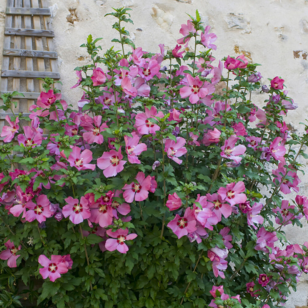 Shrub Plants, Hardy Hibiscus Collection, 3 Colours, Long Flowering, 3 x 2L Pots