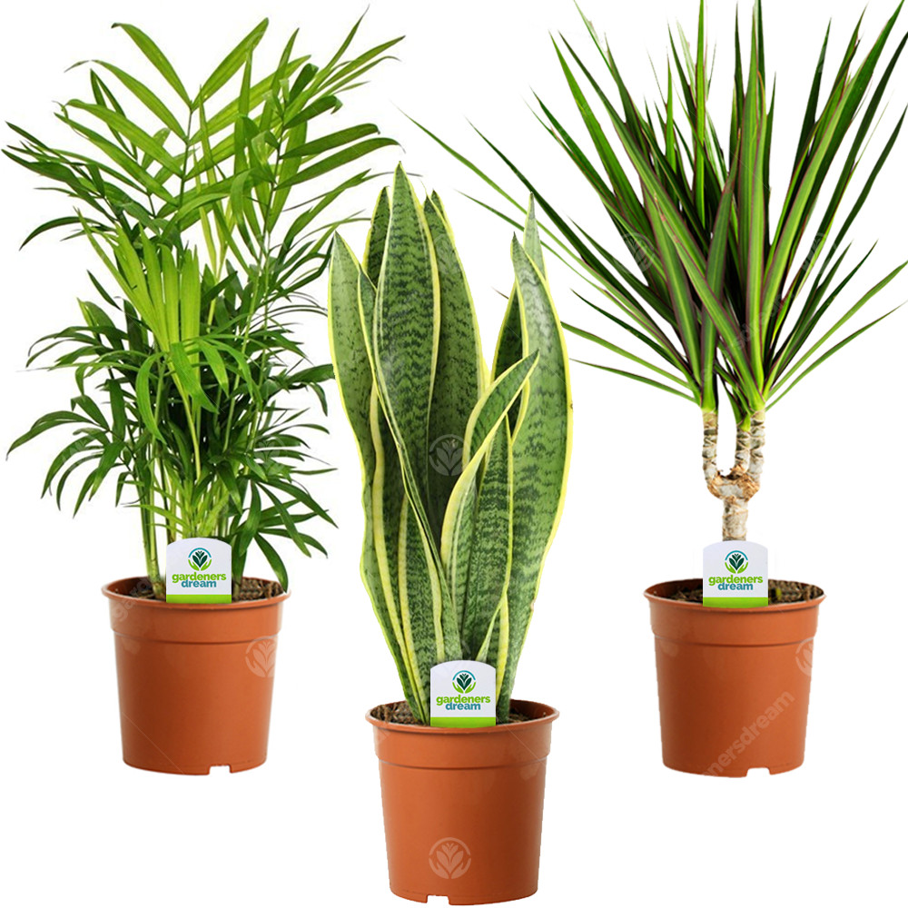 Indoor Plant Mix - 3 Plants - House / Office Live Potted Pot Plant Tree (Mix D)