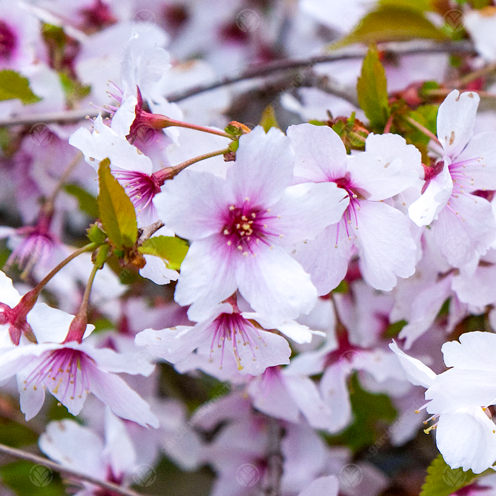 Prunus incisa 'The Bride' | Fuji Cherry Tree | Ornamental Tree | 5-6ft