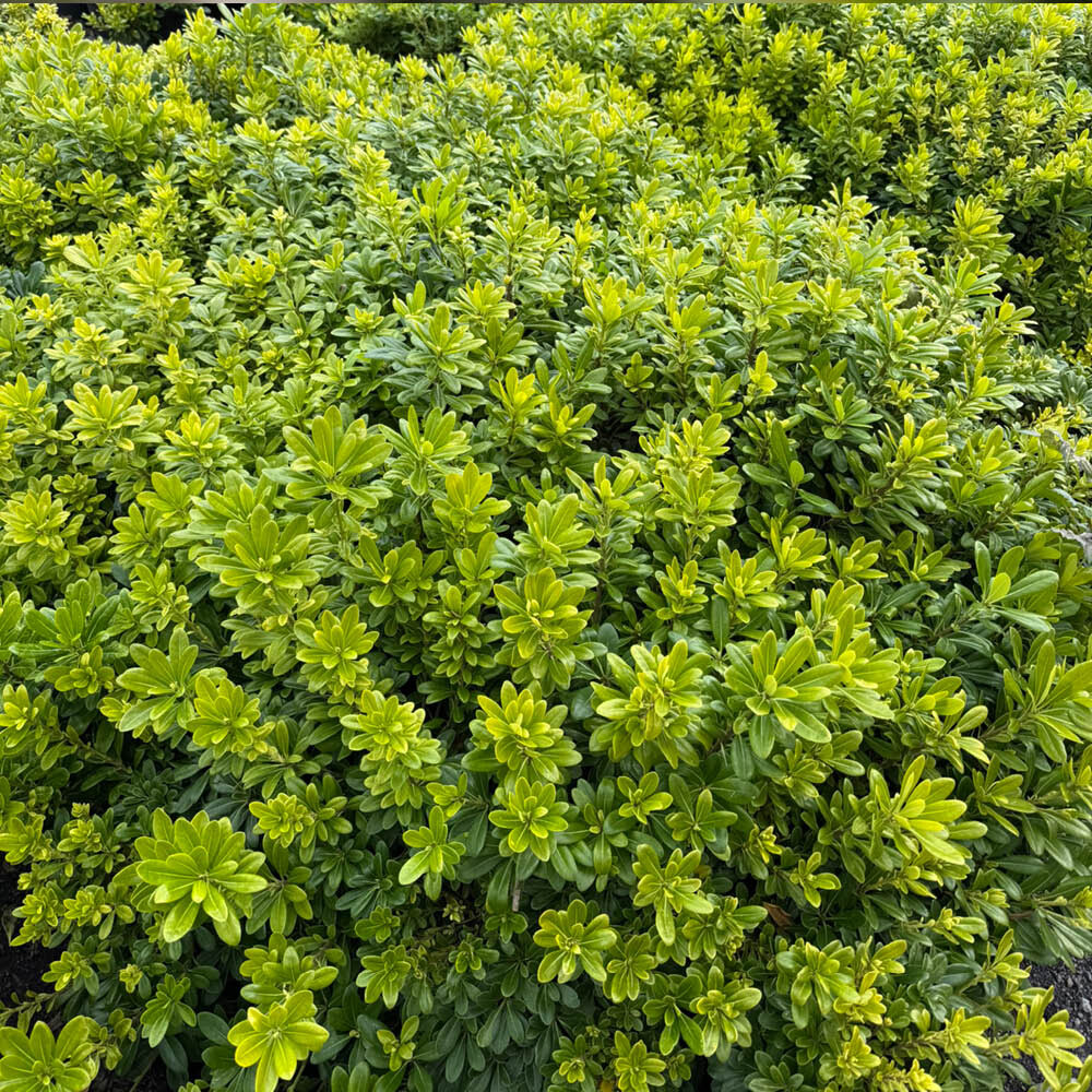Pittosporum Nanum, Compact Evergreen Shrub in 18cm Pot, Fragrant Cream Flowers