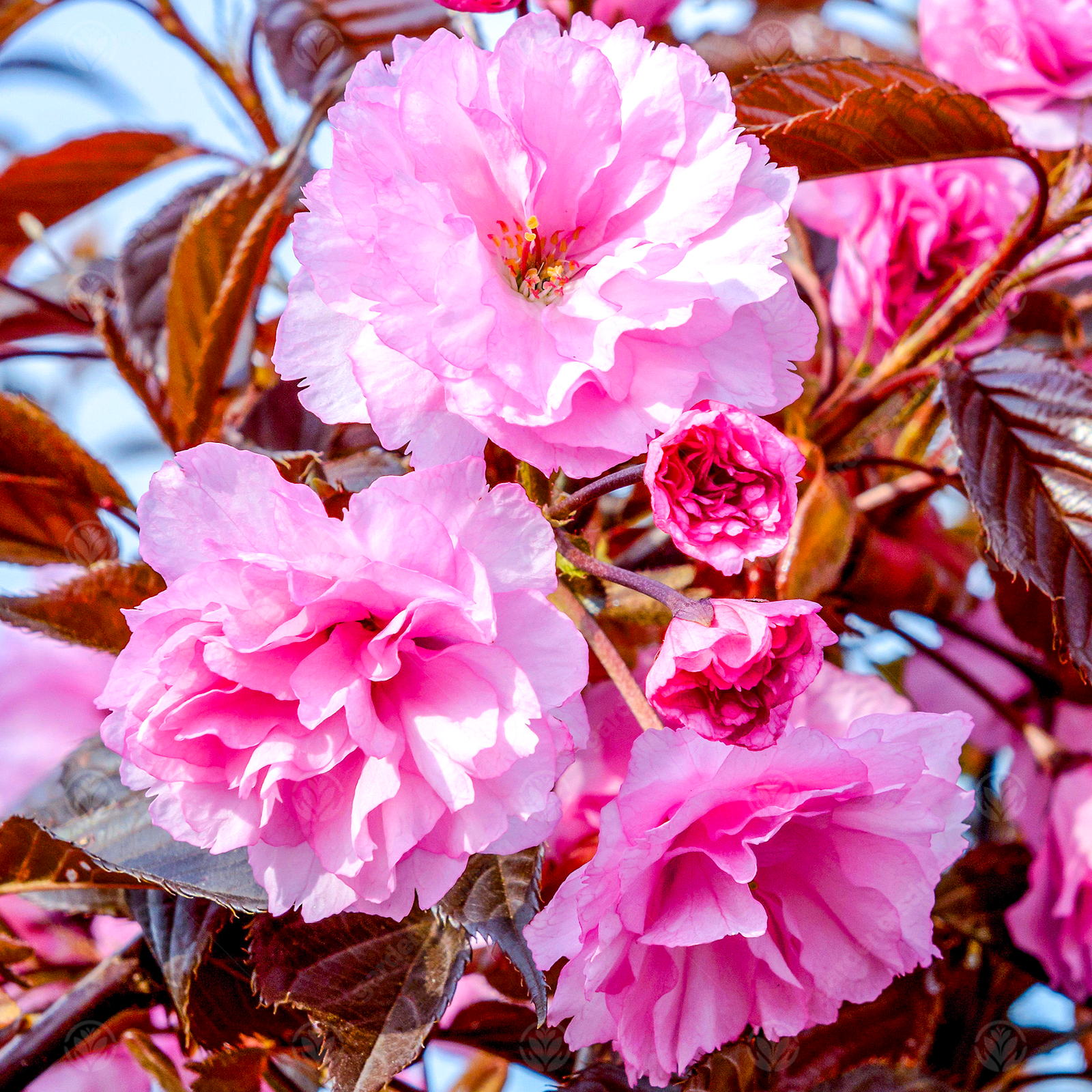 Prunus 'Royal Burgundy' | Purple Leaved Cherry | Ornamental Garden Tree | 5-6ft