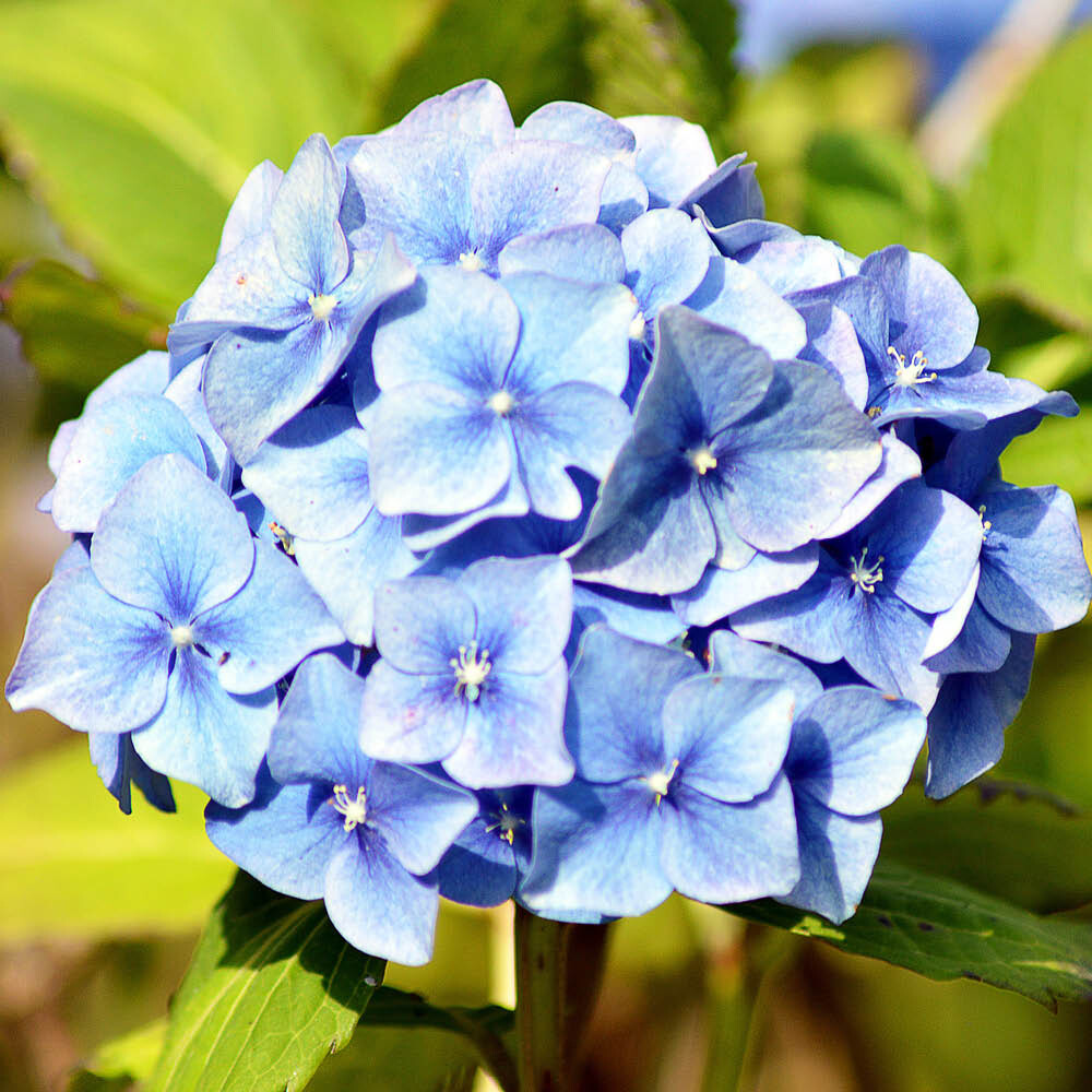 Hydrangea macrophylla 'Blue Mophead' Standard Tree in an 18cm Pot