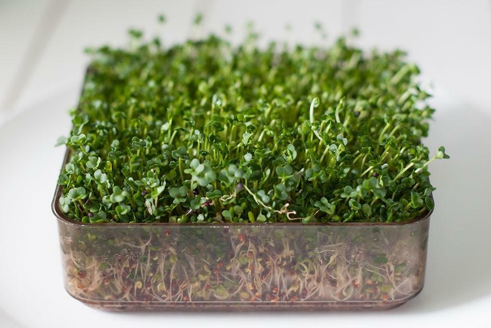 SPROUTING / MICROGREEN SEEDS - BROCCOLI CALABRESE - 1KG