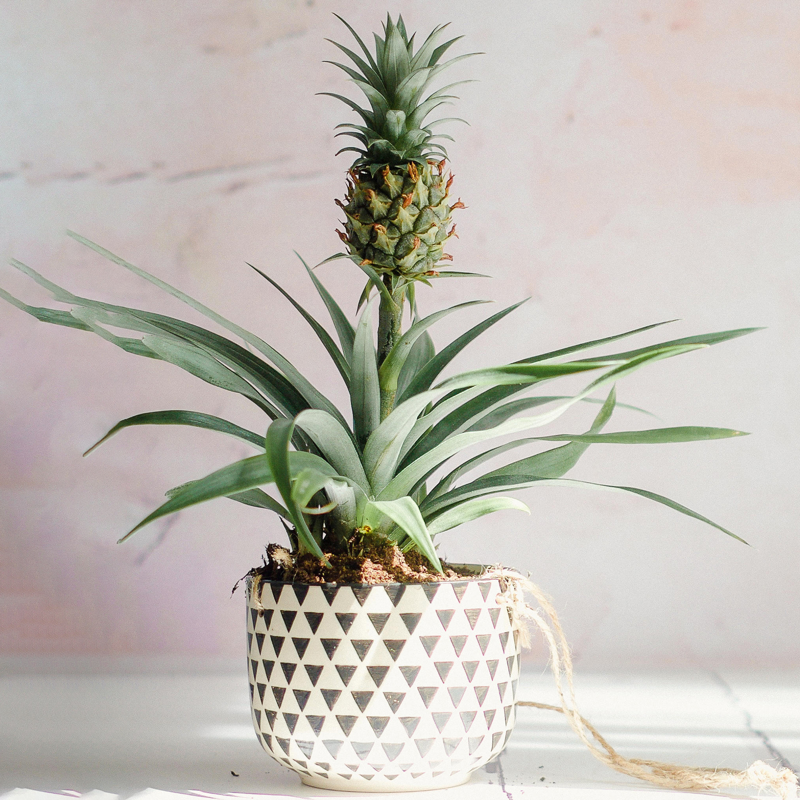 1 x Evergreen Ananas comosus Amigo | Premium 35-45cm Potted Pineapple Plant