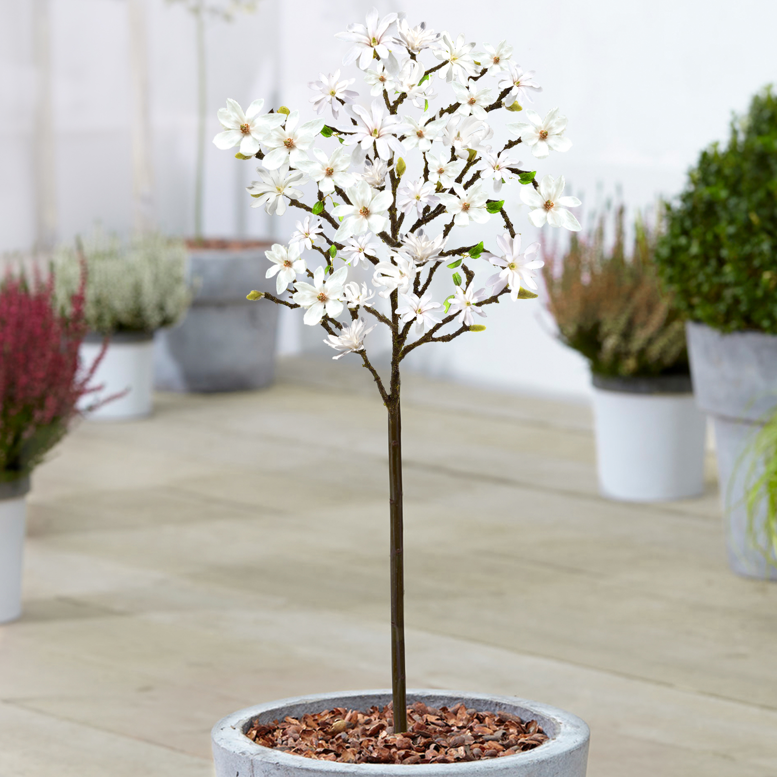 Magnolia 'Stellata' Tree | Potted Trees for Small Gardens Patio Plants | 2-3ft