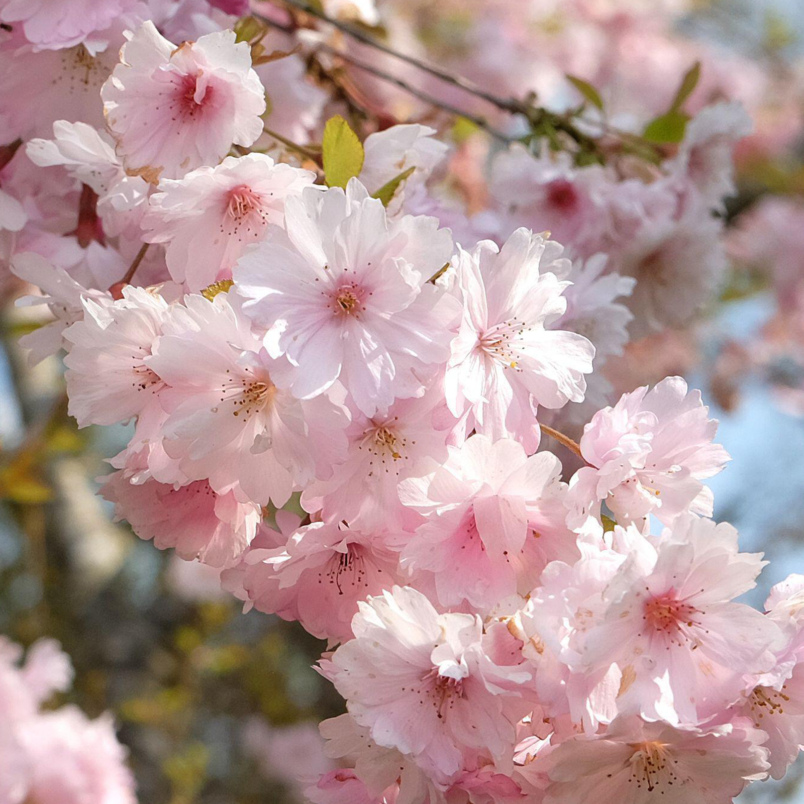 Prunus First Blush Tree | Flowering Cherry Blossom Ornamental Trees for Garden