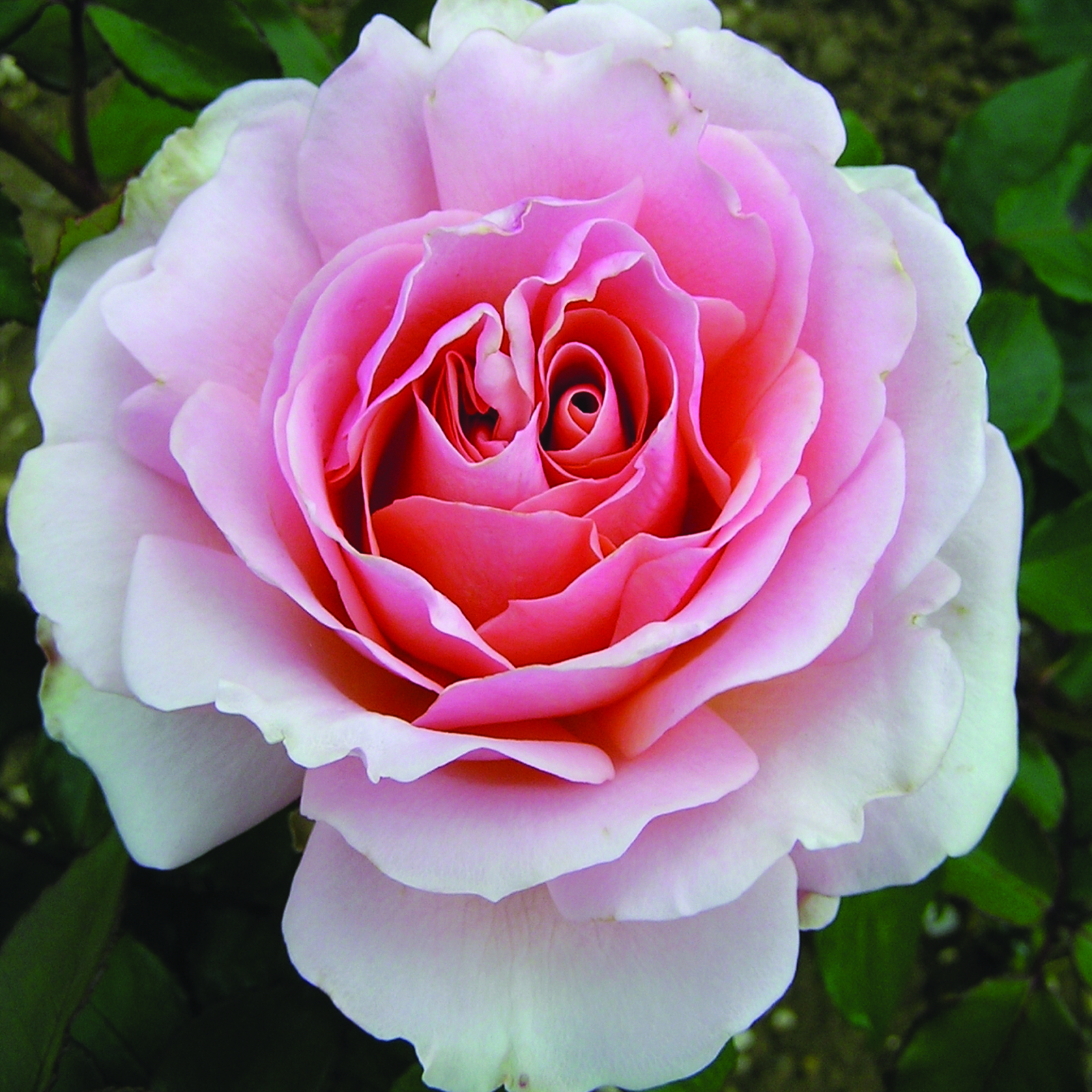 Harkness Roses - The Queen Elizabeth II Rose Bare Root