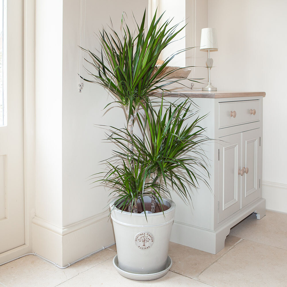Indoor Plant, Dracaena Marginata, 3 Stem Dragon Tree, 1.3m Tall in 24cm Pot