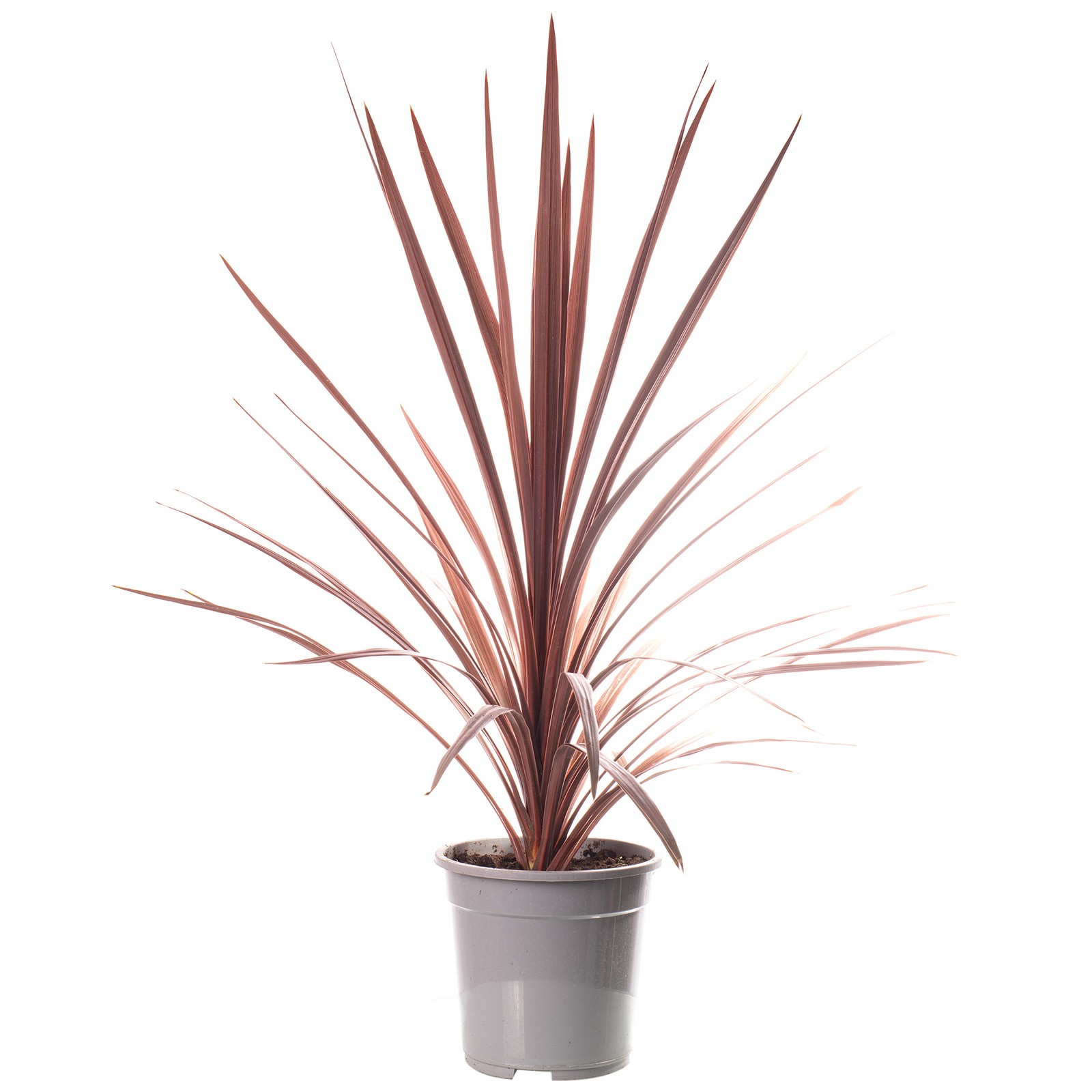 Cordyline australis Red Star - Cabbage Palm Evergreen Garden Palm Tree 5L Potted