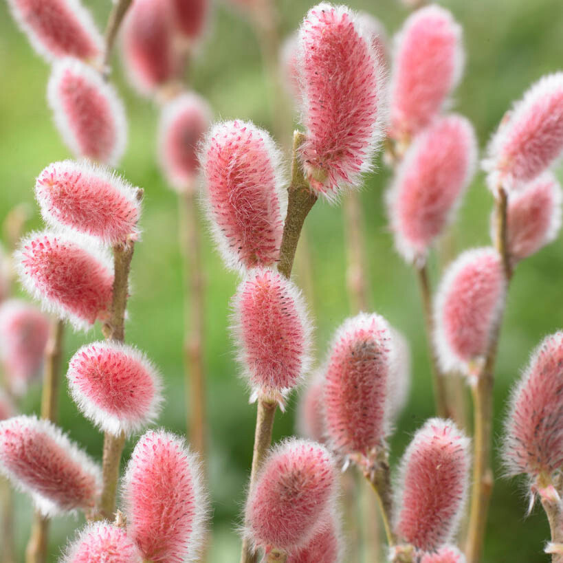 Winter Flowering Shrub, Japanese Pink Pussy Willow, Mount Aso, Hardy, 3L Potted