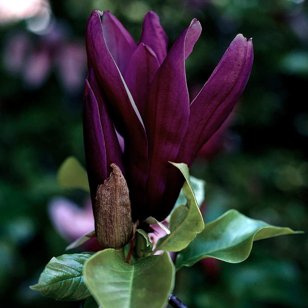 Flowering Shrub, Magnolia Genie, Compact Maroon Blooms, Spring Display, 2L Pot