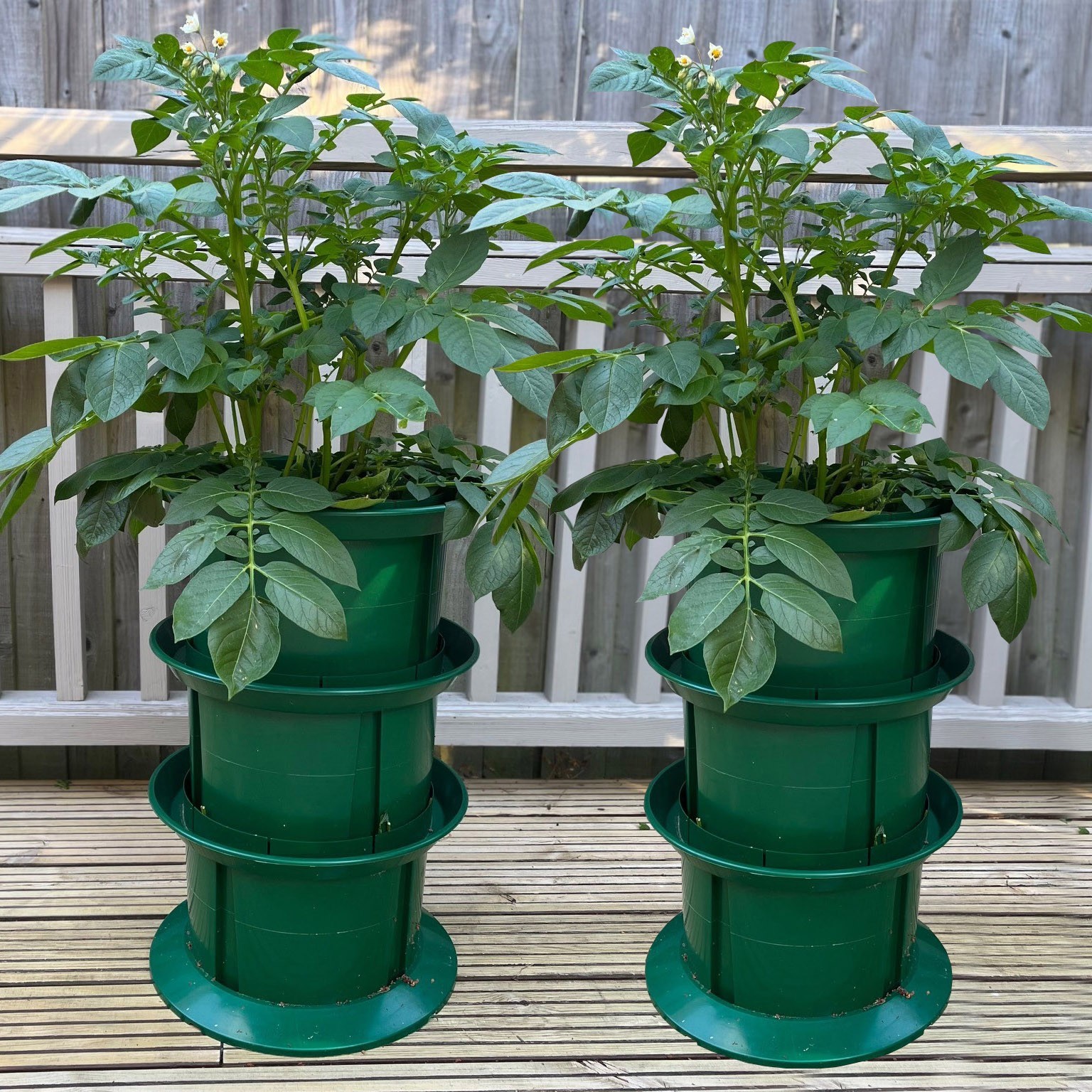 Platform Potato Growing Pot Planter for Garden or Patio (Pack of 2)