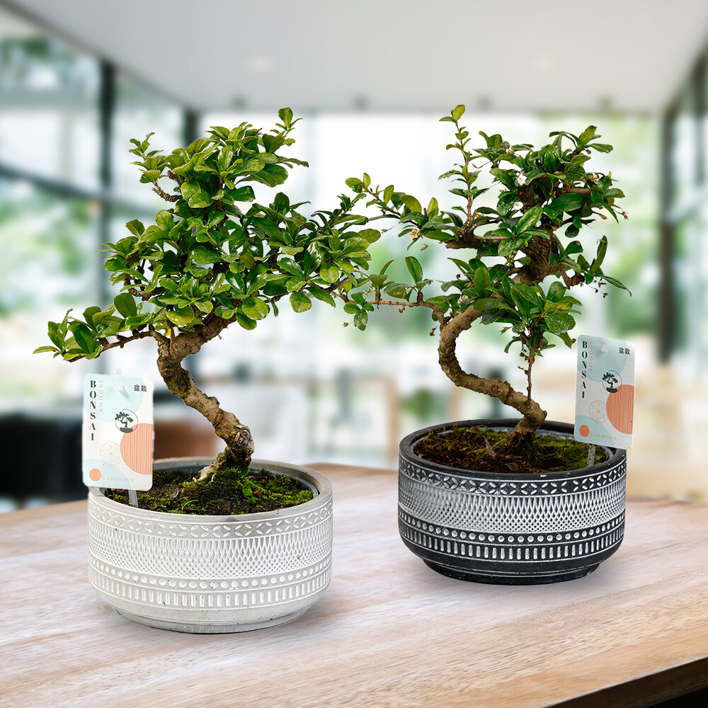 Indoor Bonsai Trees, Tribal Mix, easy care, decorative 15cm pots, 2 x plants